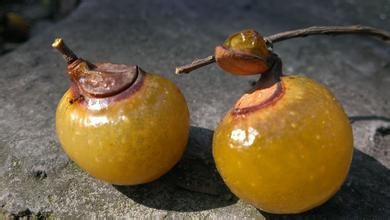 ʧ֢